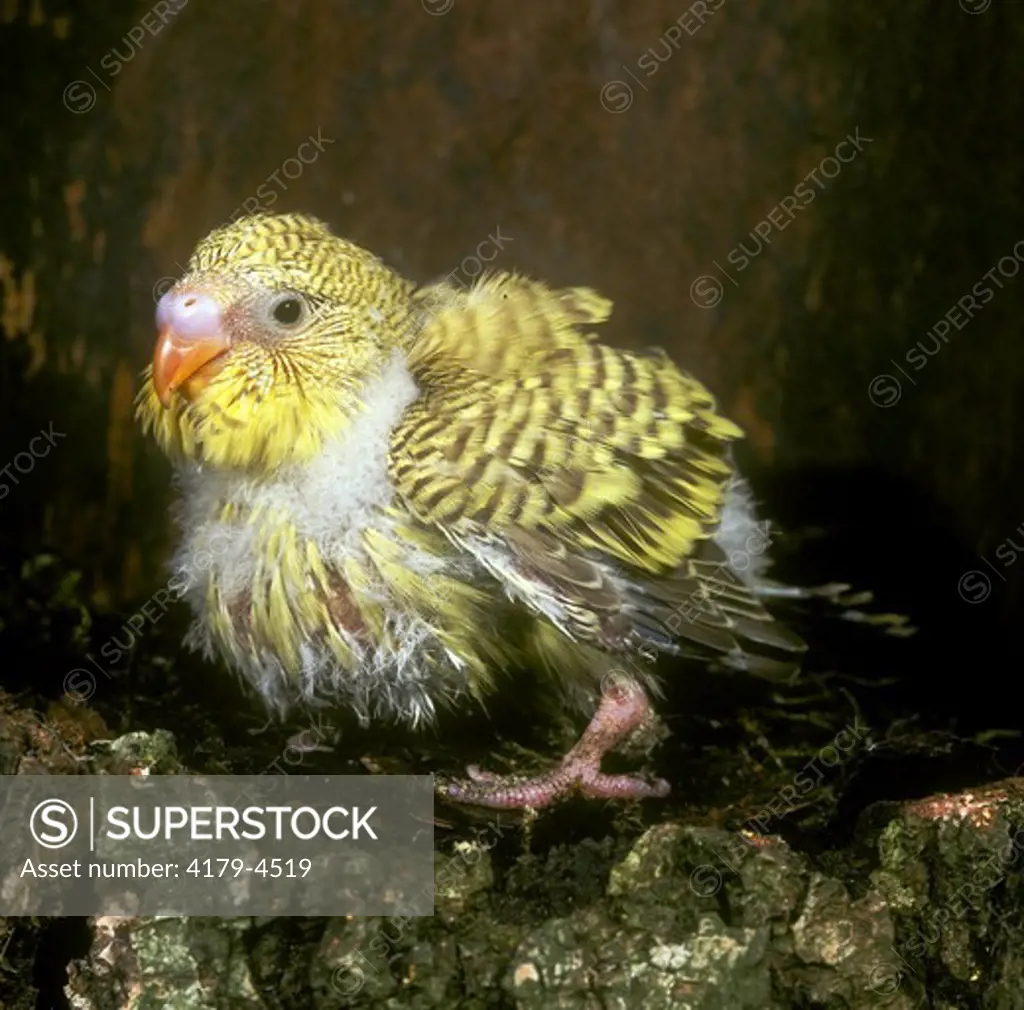 Young Budgerigar (Melopsittacus undulatus)