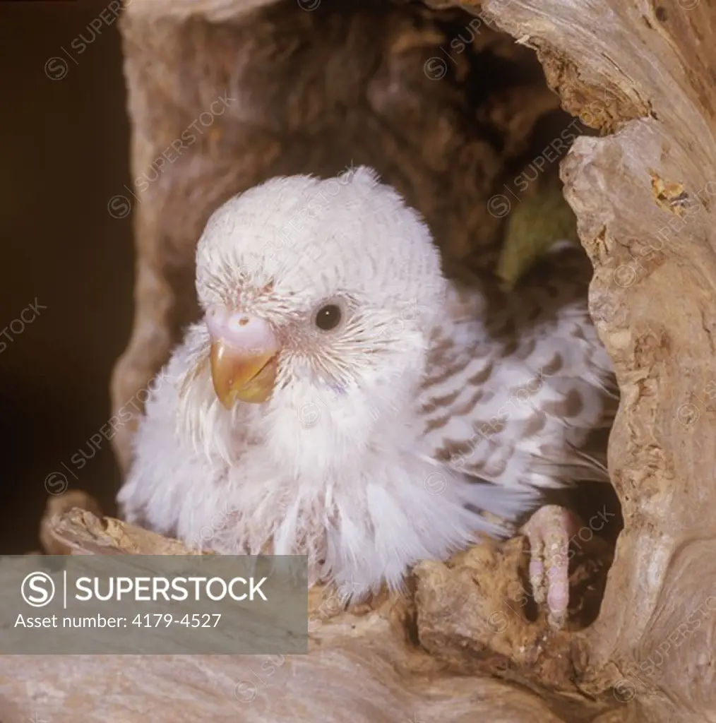Young Budgie at nest Entrance (Melopsittacus undulatus)