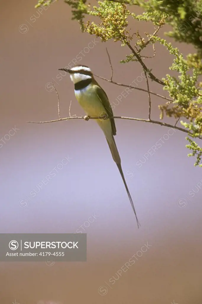 White-fronted Bee-Eater, Lake Nakuru, Kenya (Merops bullockoides)