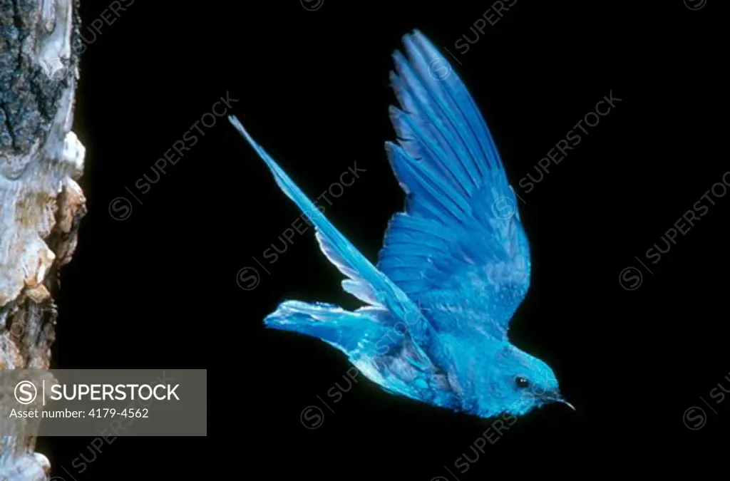 Mountain Bluebird in Flight, CA