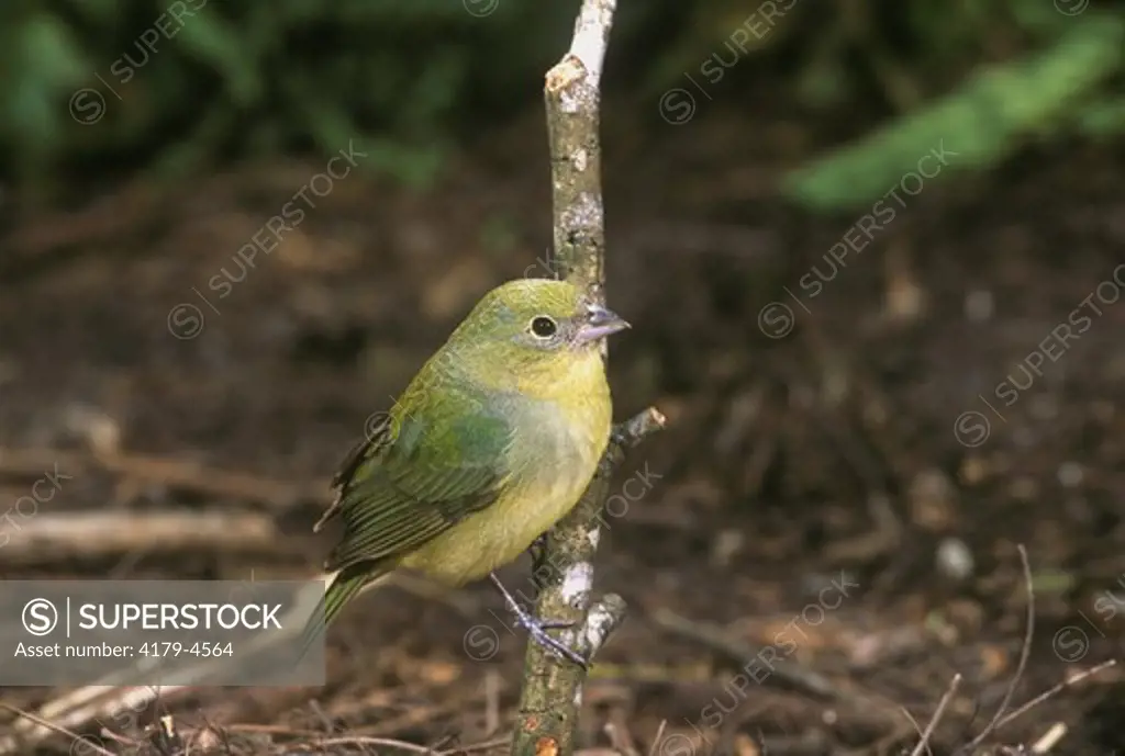 Painted Bunting, female, TX