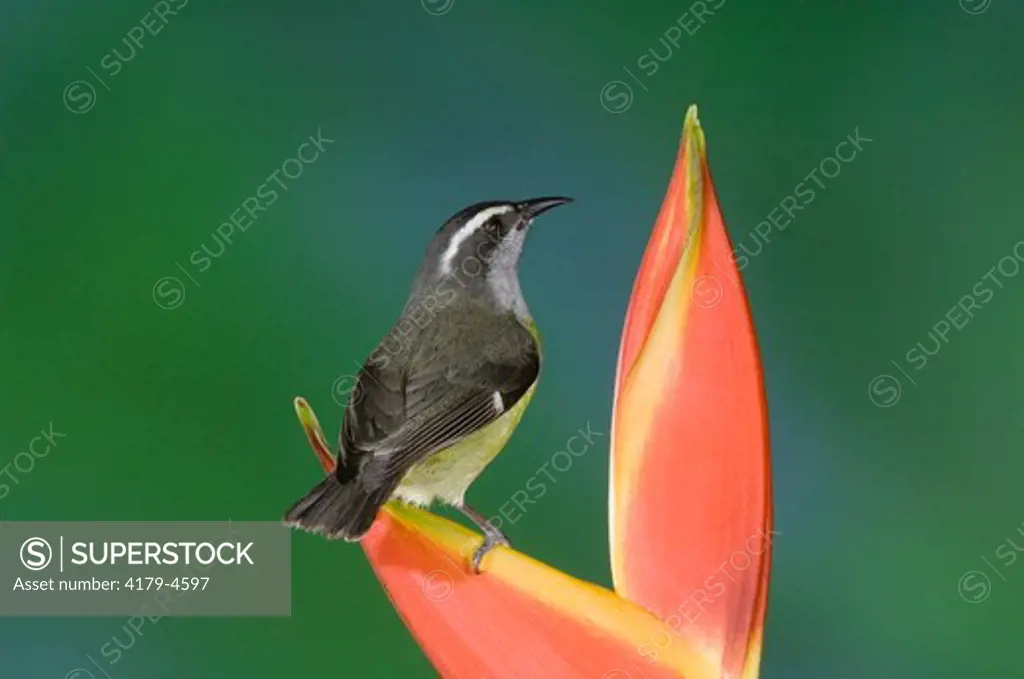 Bananaquit (Coereba flaveola) adult on Heliconia Flower, Central Valley, Costa Rica, Central America, December 2006
