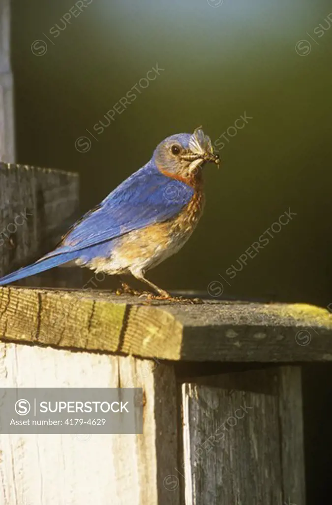 Easten Bluebird male at nestbox w/ insect - Ithaca, NY New York  (Sialia sialis)
