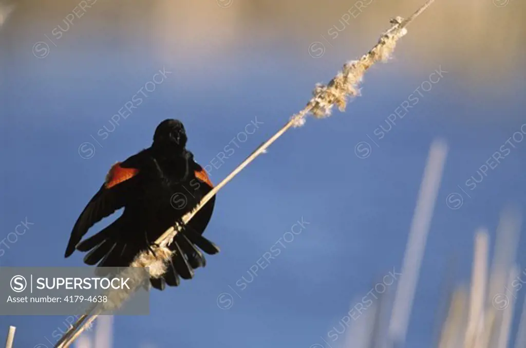 Red-winged Blackbird, male calling (Agelaius phoeniceus), Montezuma NWR, NY