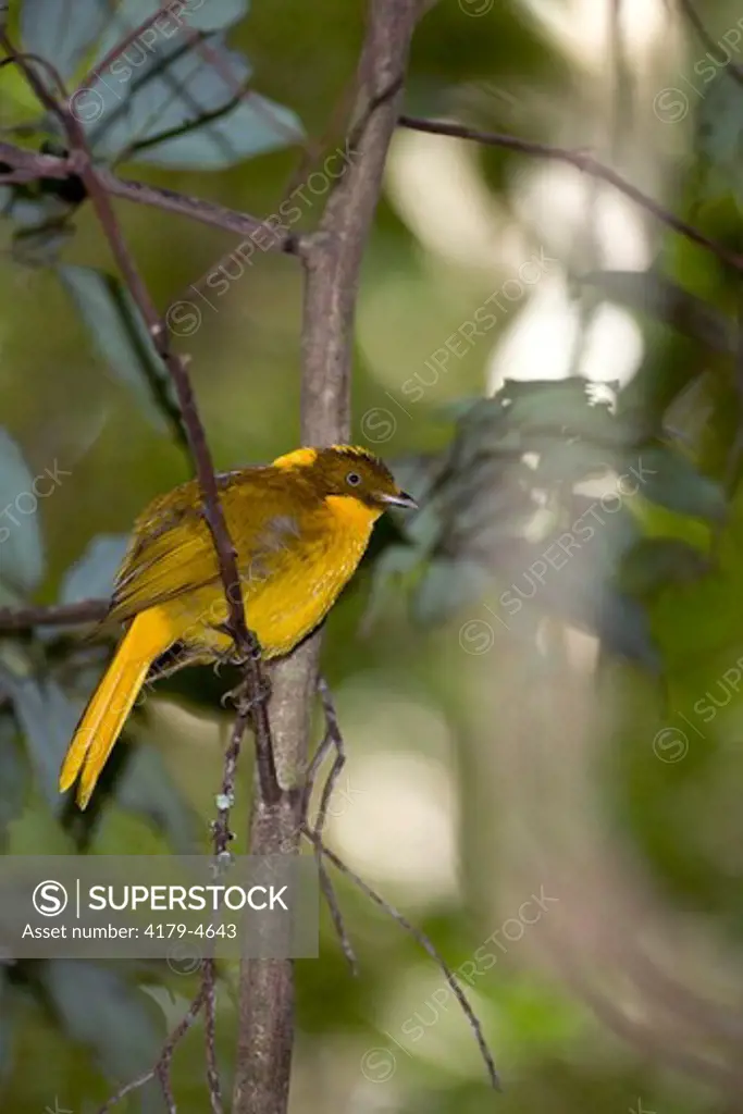 Golden Bowerbird (Prionodura newtoniana), male, Paluma Range, QLD, Australia