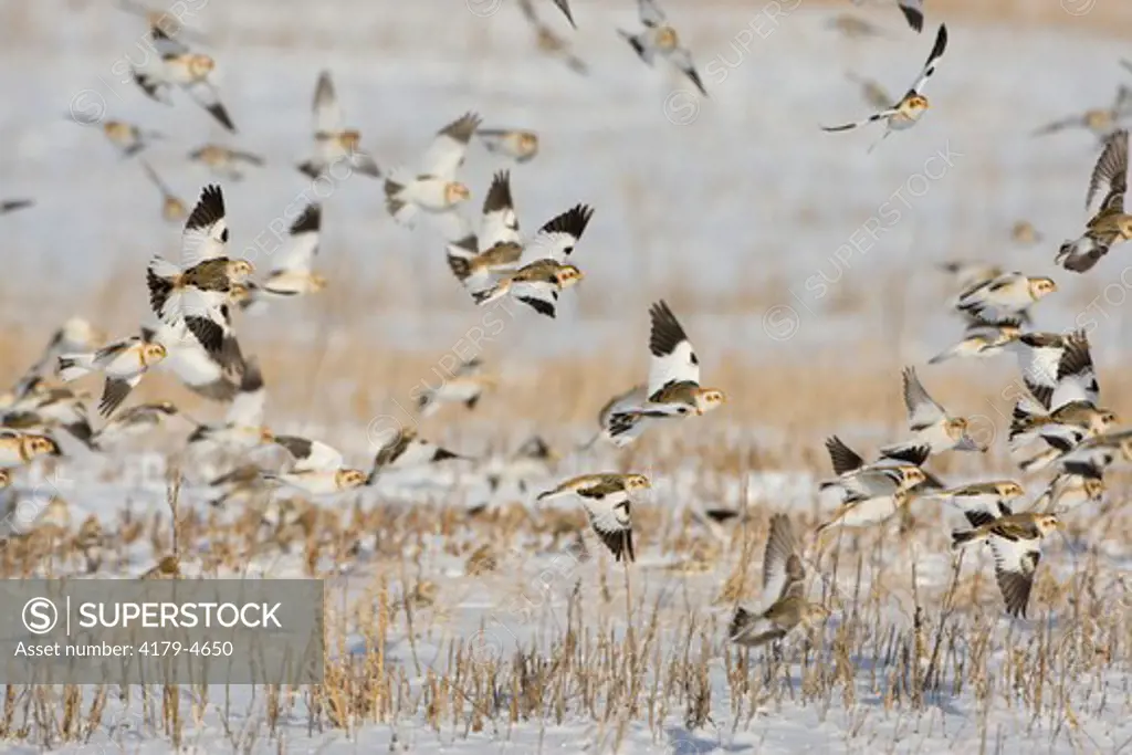 Snow Buntings (Plectrophenax nivalis) flock in flight over snow-covered field, Ithaca, New York, USA