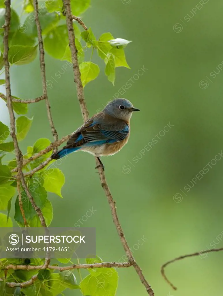 Western Bluebird (Sialia mexicana) female perched in Cottonwood in spring, Orange County, California
