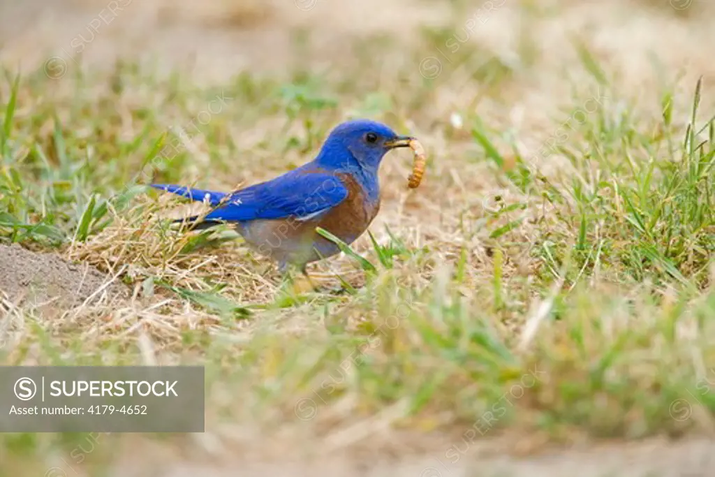 Western Bluebird (Sialia mexicana) male picks up a mealworm from the ground, Orange County, California