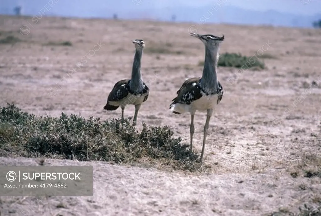 Kori Bustard (Ardeotis kori) Amboseli Natl Park - Kenya