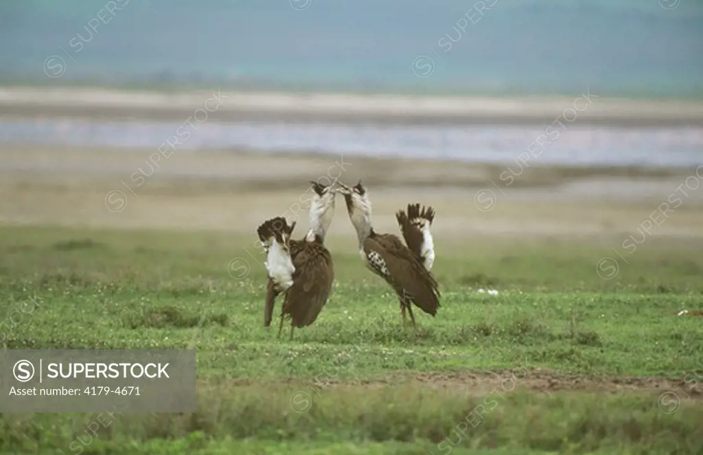 Kori Bustards (Ardeotis cori), Ngorongoro Crater, Tanzania
