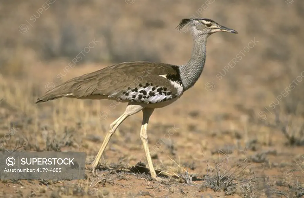 Kori Bustard (Ardreotis kori), heaviest flying bird, Kalahari Gemsbok N.P/. S. Africa