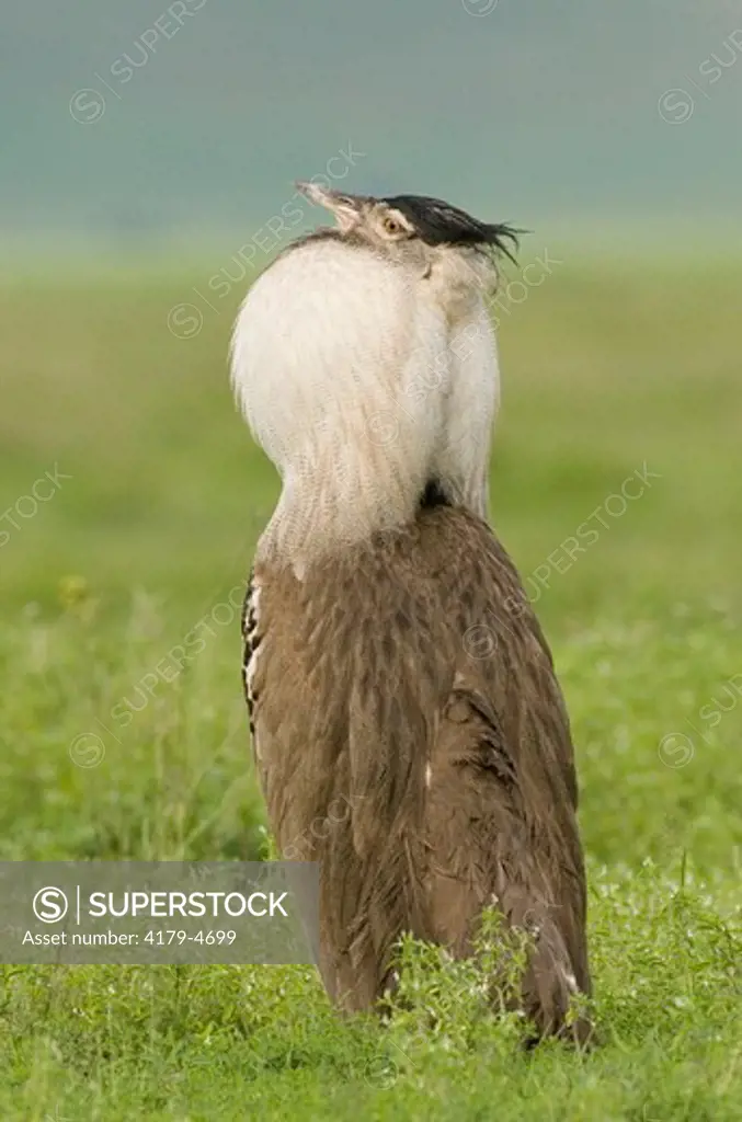 Kori Bustard in courtship display, Ngorongoro Crater, Tanzania