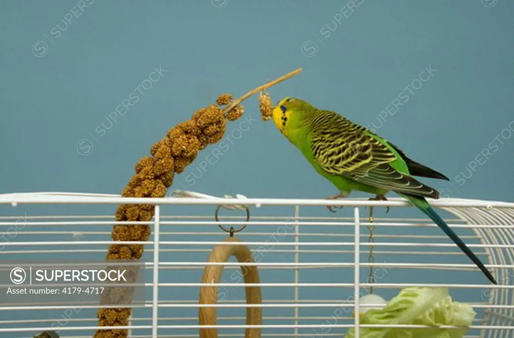 Budgerigar (Melopsittacus undulatus), female eating millet on cage