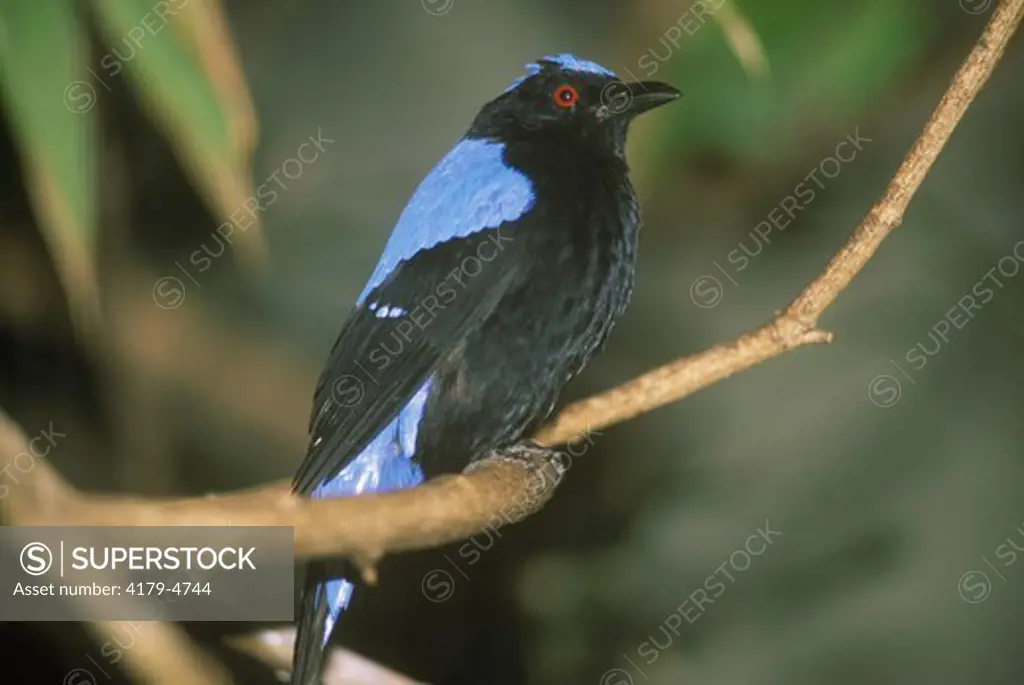 Fairy Bluebird (Irena puella) Indonesia