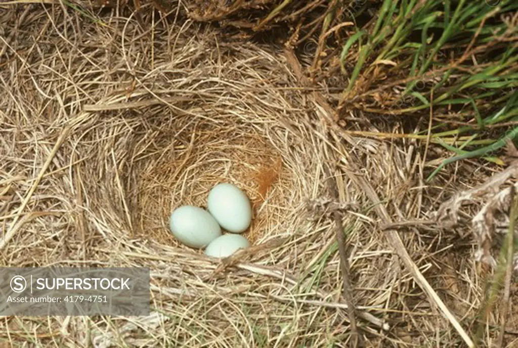 Nest of Lark Bunting (Calamospiza melanocorys) CO, Colorado