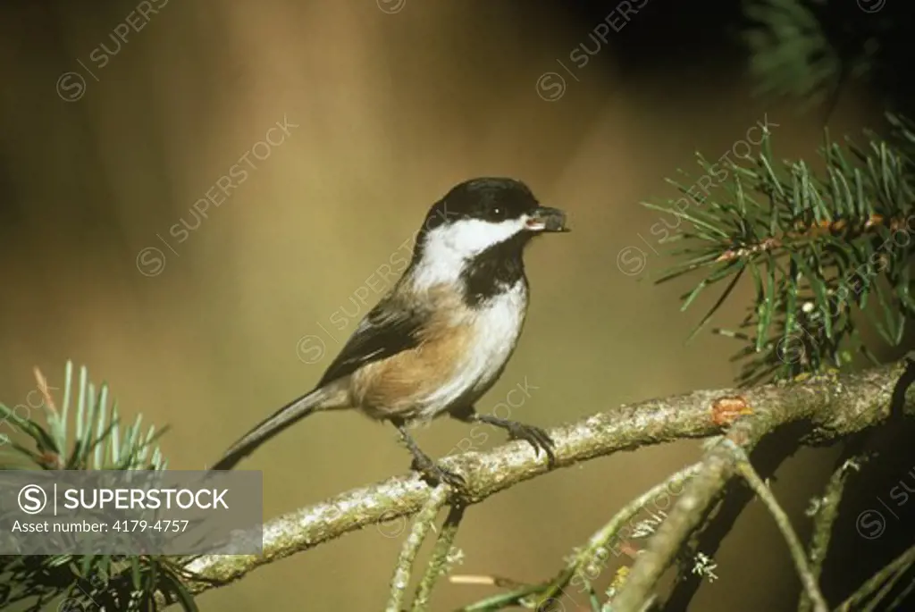 Black-Capped Chickadee With Sunflower Seeds