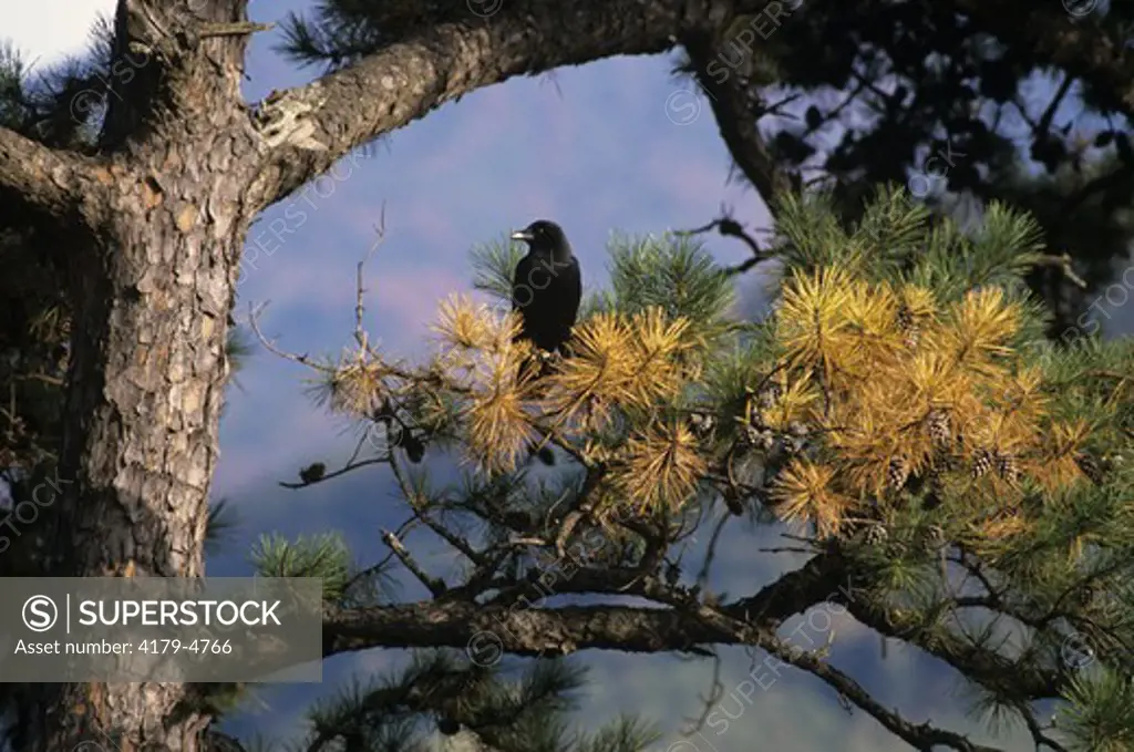 American or Common Crow (Corvus brachyrhynchos) Tennessee
