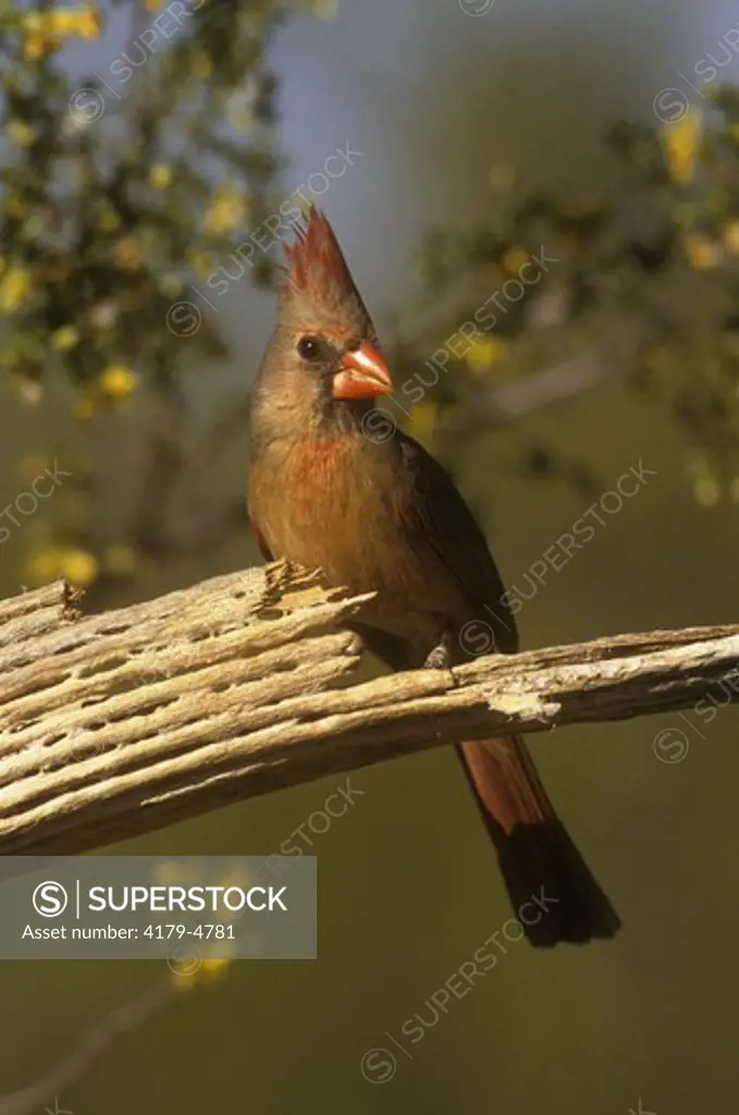 Cardinal (Cardinalis cardinalis) S. Arizona