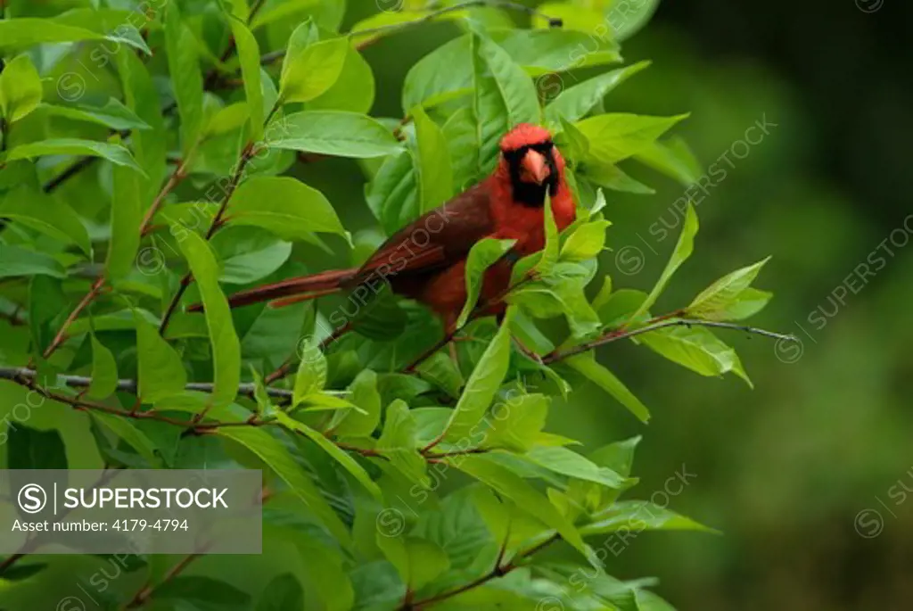 Northern Cardinal (Cardinalis cardinalis) Texas