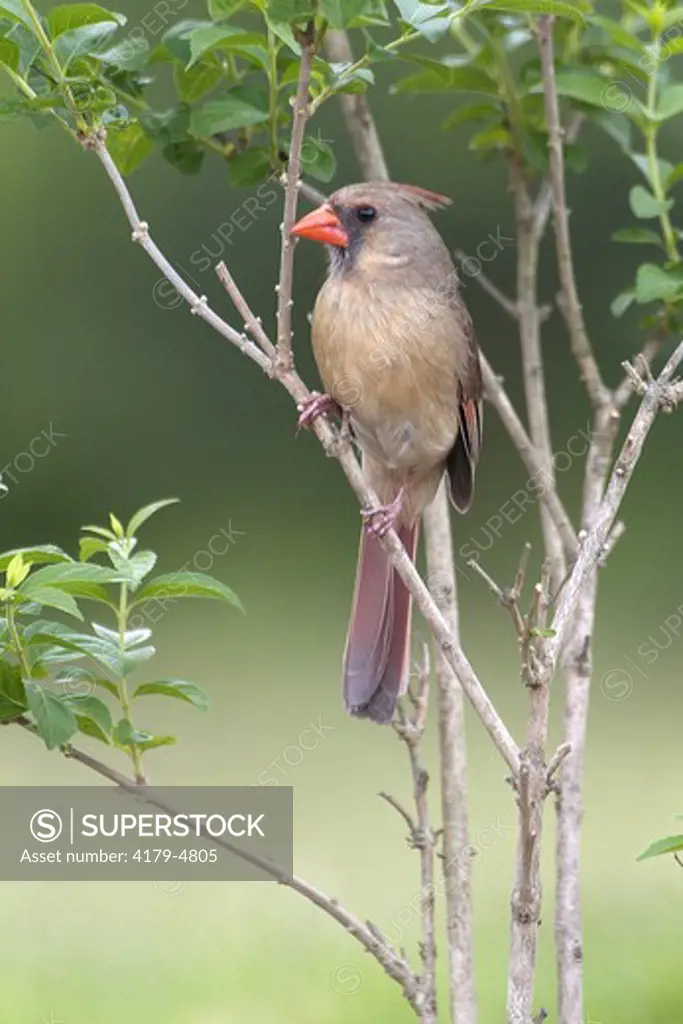 Northern Cardinal (Cardinalis cardinalis) Grand Lake Estates, TX