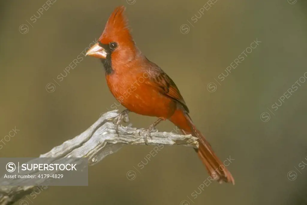 Northern Cardinal, male (C. cardinalis), near Roma, Rio Grande Valley, Texas