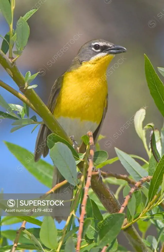 Yellow-breasted Chat (Icteria virens), Riverside County, California