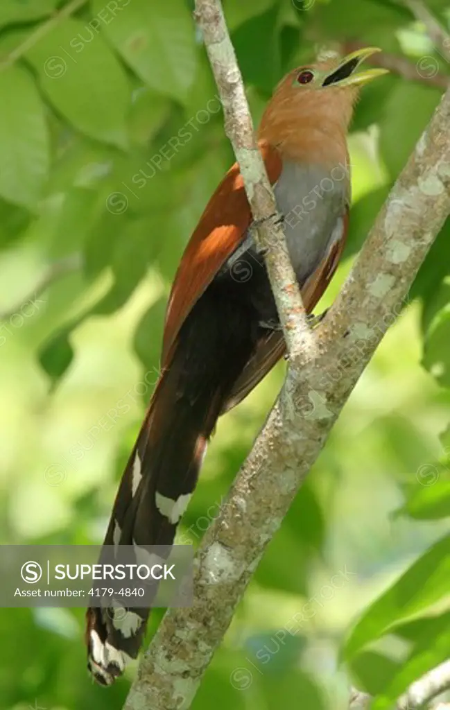 Squirrel Cuckoo (Piaya cayana) Gamboa, Panama