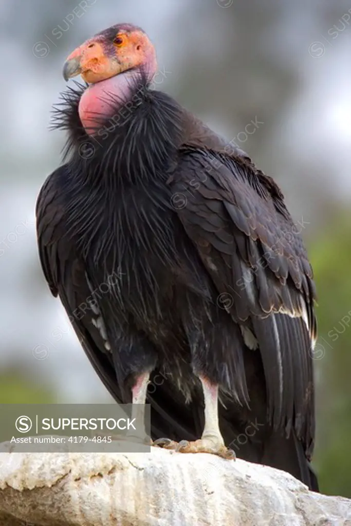 adult California condor (Gymnogyps californianus) CAPTIVE, native to southern California mountains