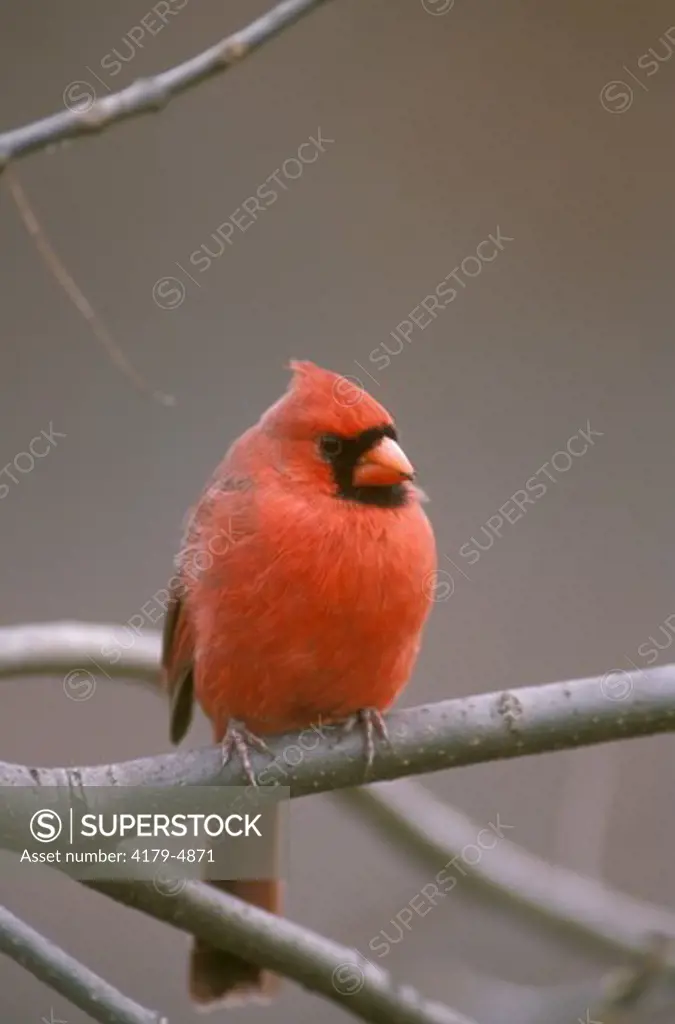 Cardinal (Cardinalis cardinalis) Lower Michigan