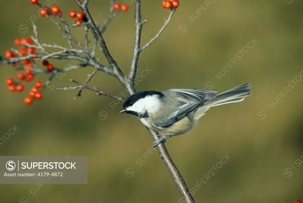 Black-Capped Chickadee (Parus atricapillus) Northern Wexford County, MI