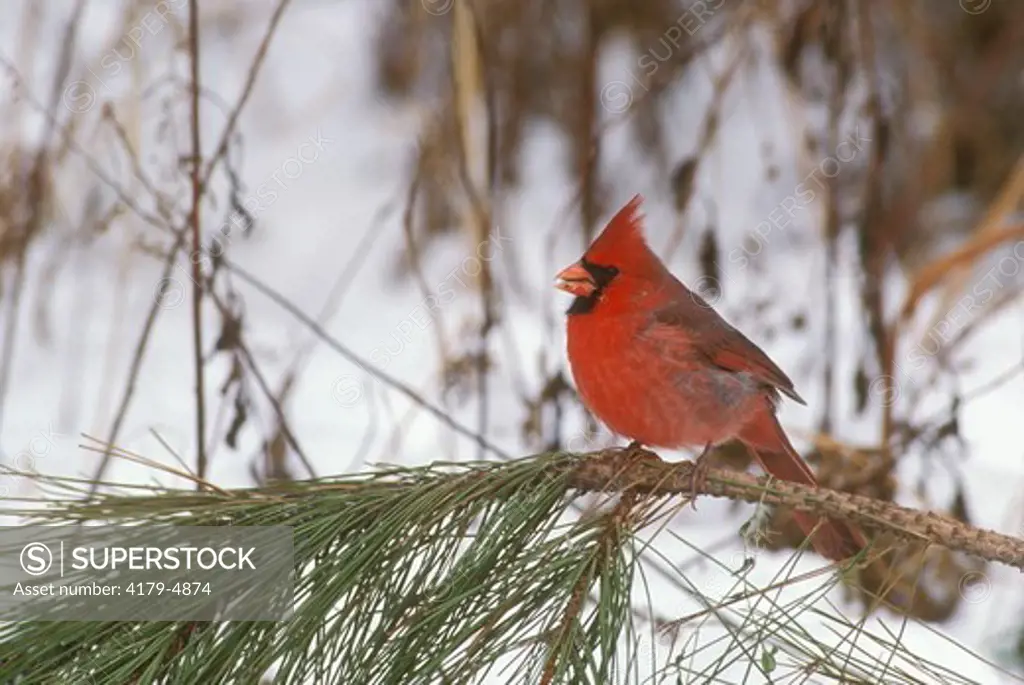Northern Cardinal (Cardinalis cardinalis) N. Lower Michigan