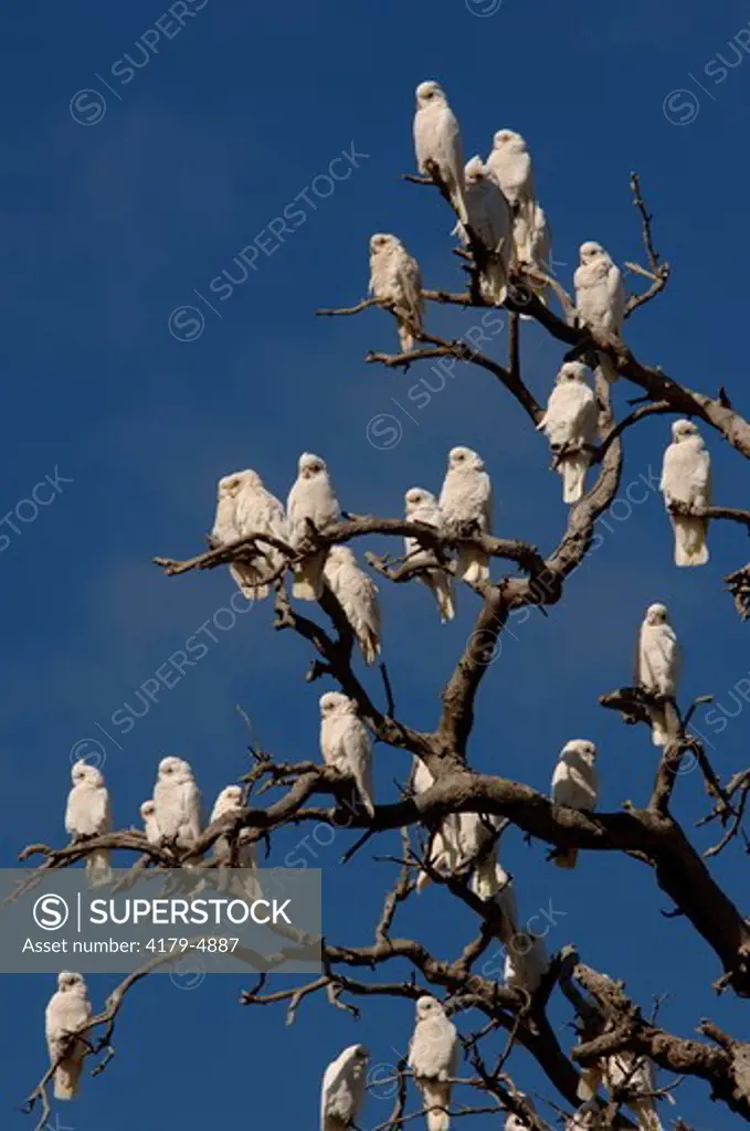 Centenary Trees are dying because of Tree-top bared by 10 to 20.000 of Little Corella (Cacatua sanguinea) invading small Town of Pichi Richi (1386 habitants) Flinders, South Australia