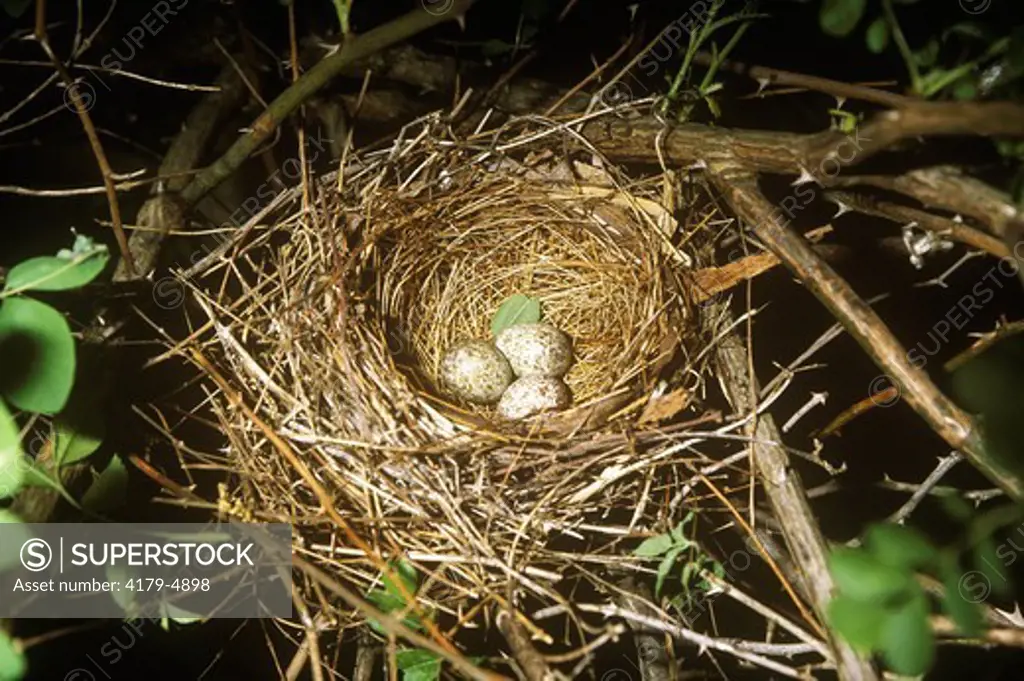 Northern cardinal nest (Cardinalis cardinalis) 2 host eggs & 1 cowbird egg,IL