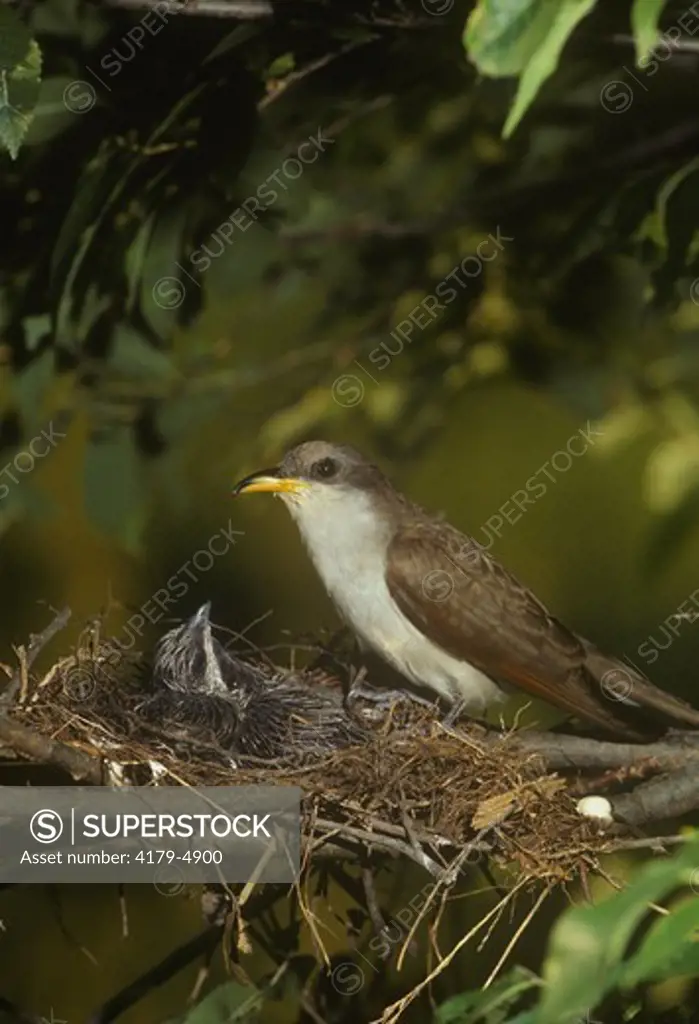 Yellow-billed Cuckoo (Coccyzus americanus) adult at nest