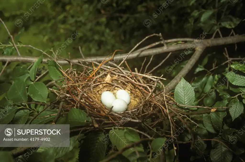 Yellow-billed Cuckoo (Coccyzus americanus) nest with eggs, IL, Illinois