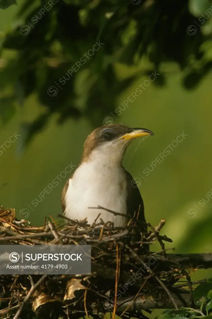 Yellow-billed Cuckoo (Coccyzus americanus) adult at nest, IL