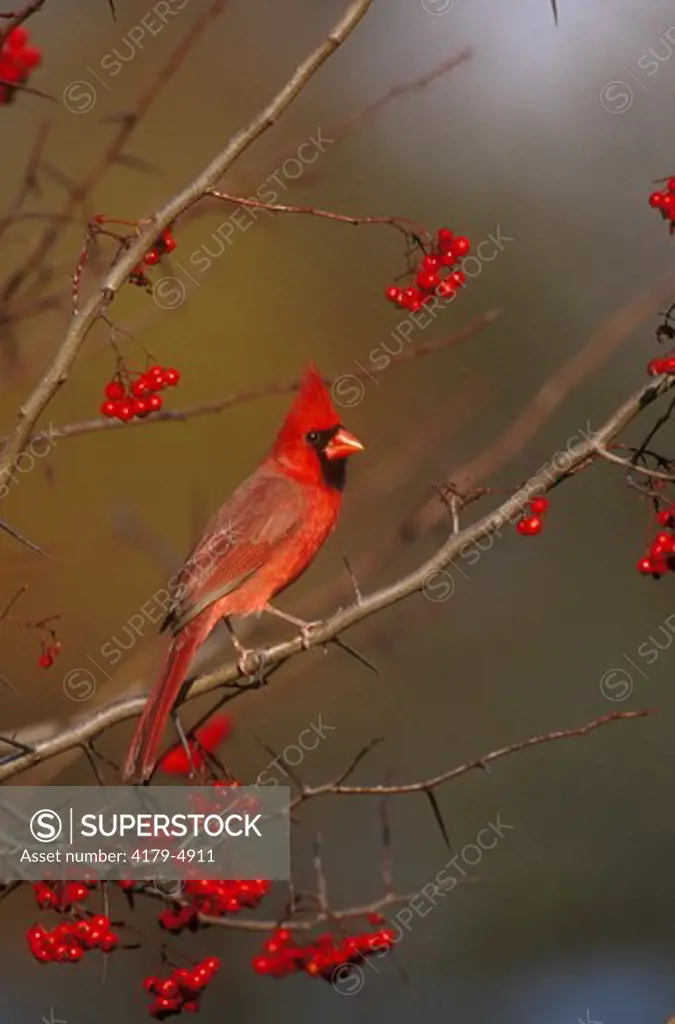 N. Cardinal (C. cardinalis), male in Washington Hawthorn Tree with Berries, IL, Illinois