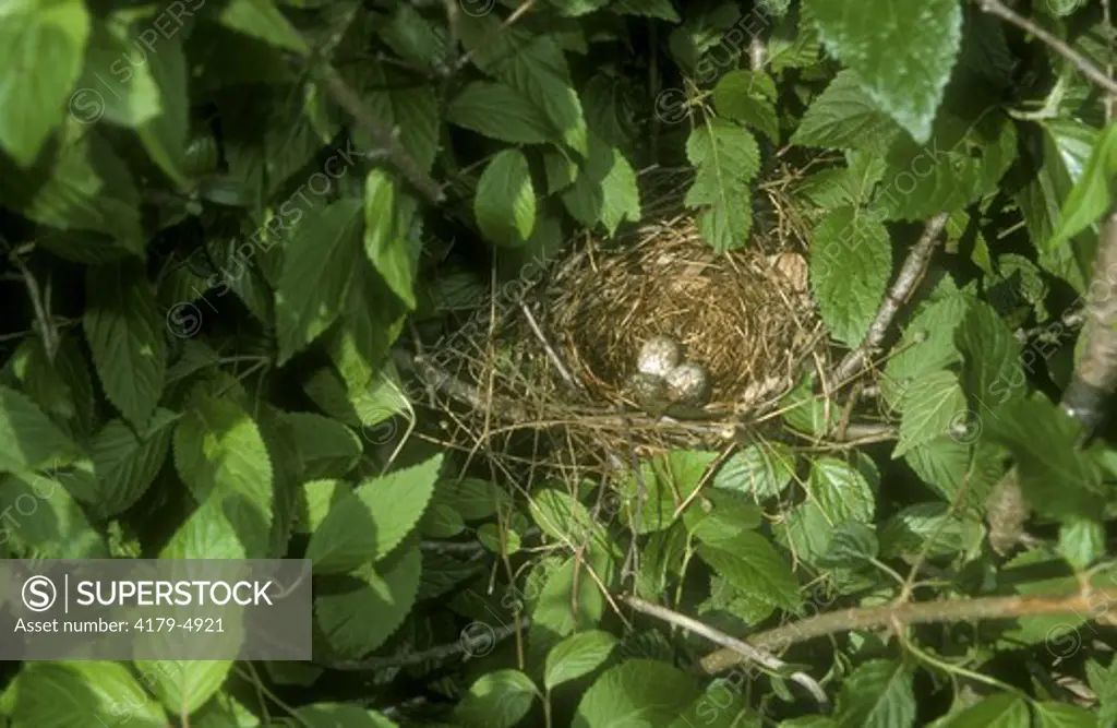 Northern Cardinal Nest w/Eggs (Cardinalis cardinalis) Marion Co., IL