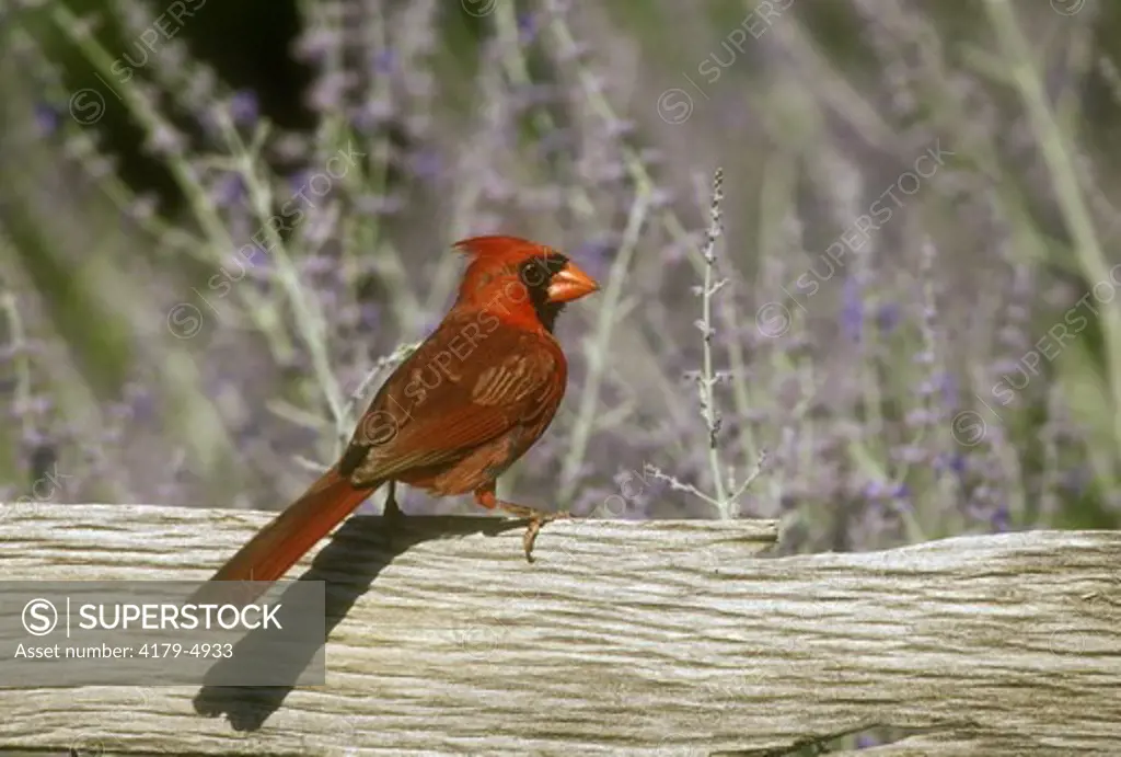 N. Cardinal, male on Fence near Russian Sage (C. cardinalis), Rankin Co., MS Mississippi