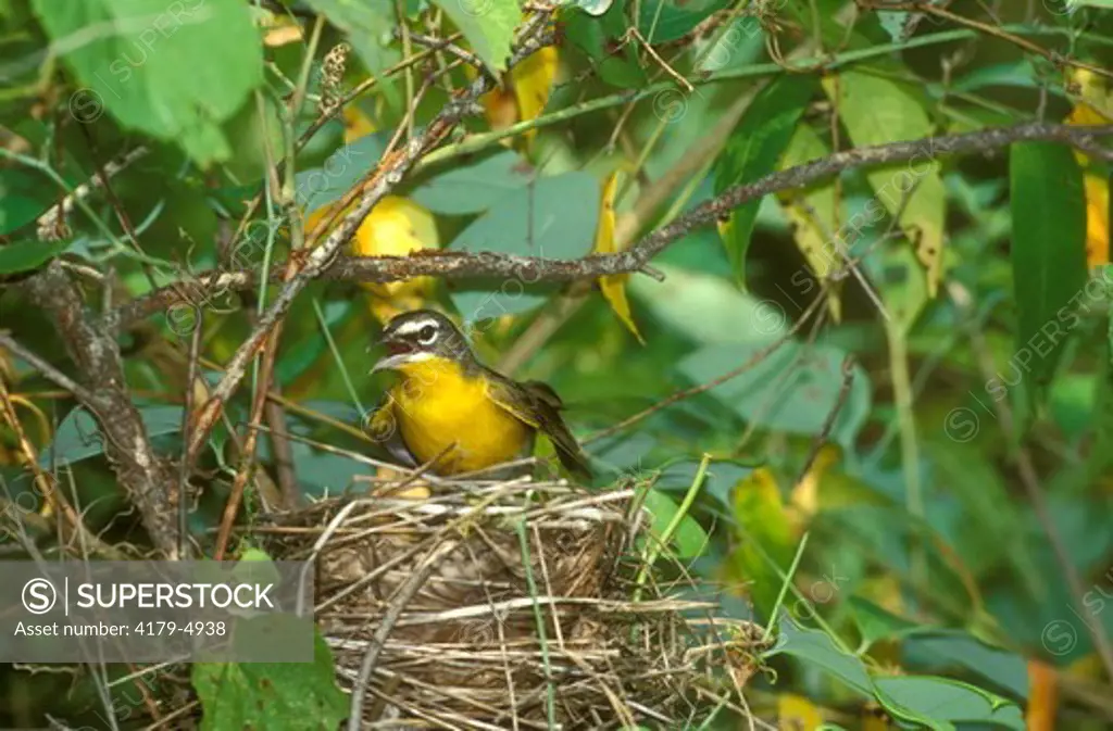 Yellow-breasted Chat (Icteria virens) at Nest, Illinois, IL