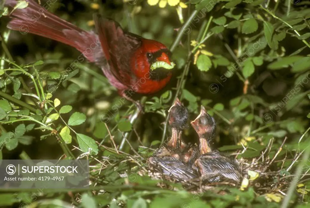 Cardinal male feeding young (Richmondena cardinalis)