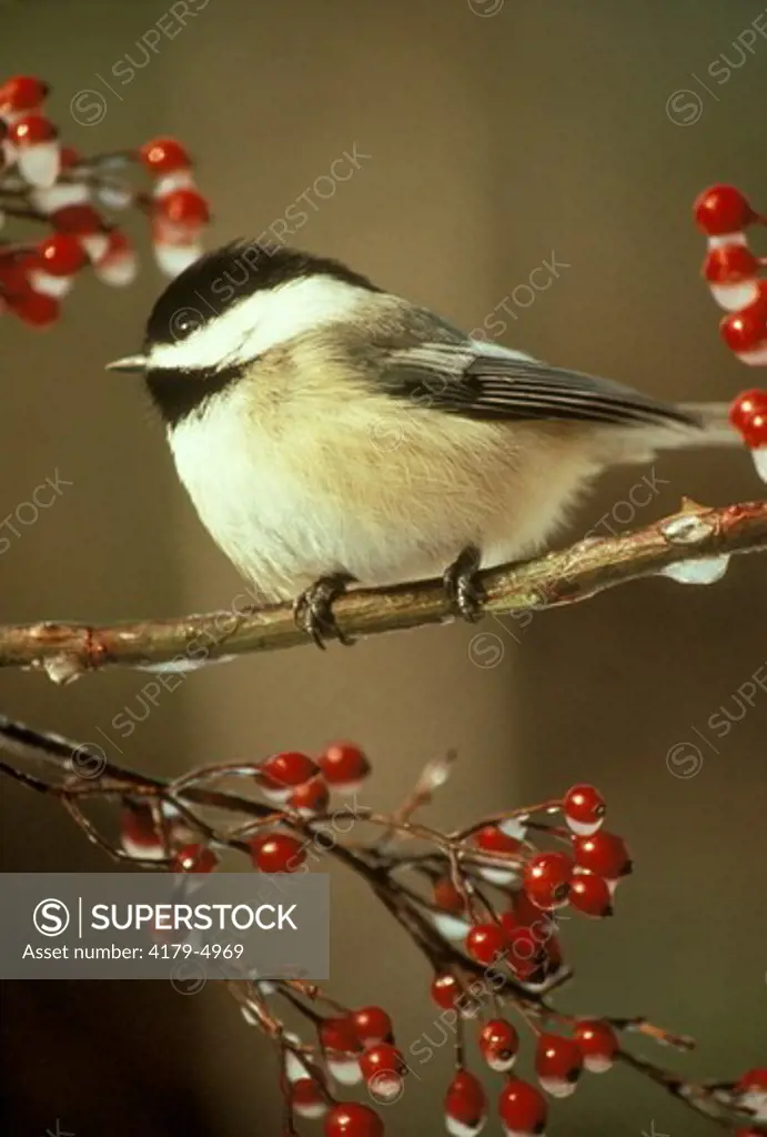 Black-Capped Chickadee (Parus atricapillus) Sitting on Icy Rose Hips