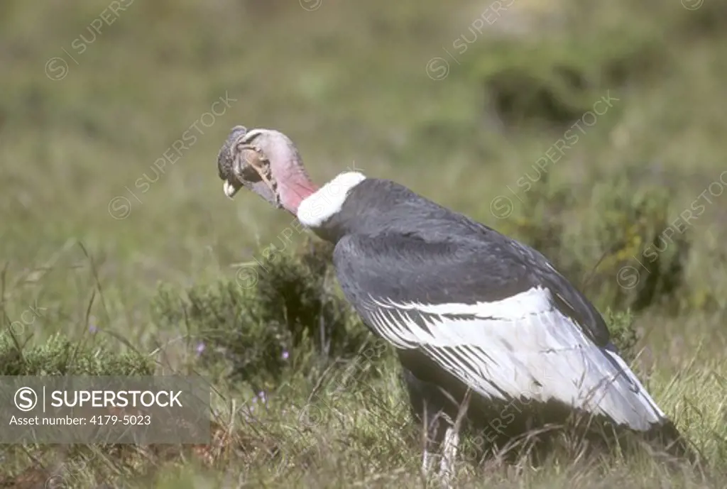 Andean Condor (Vultur gryphus), at Carcass, Colca Canyon, S. Peru