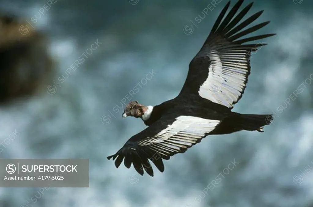 Andean Condor in Flight, Atacama Desert, (Vultur gryphus),  Paracas NR, Peru