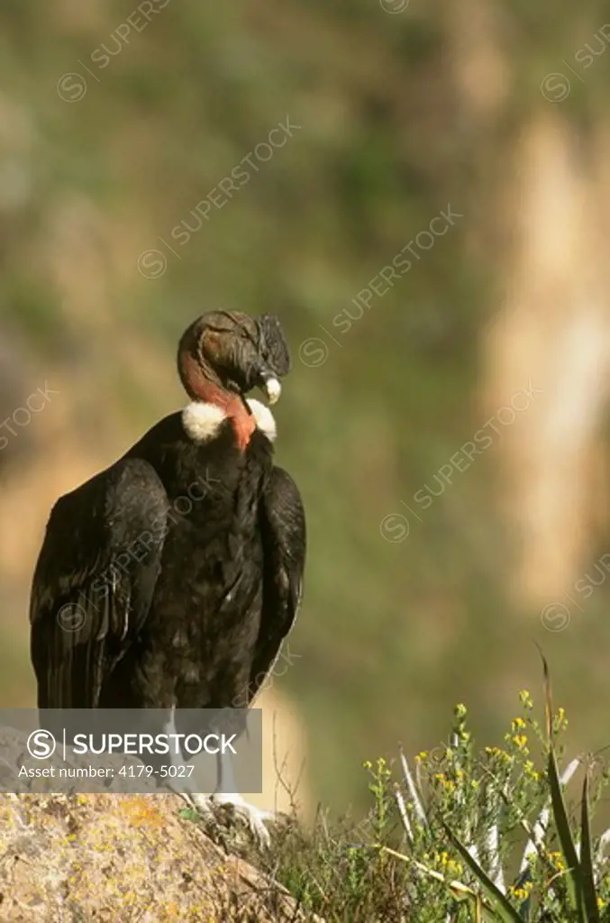Andean Condor (Vultur gryphus),  Colca Canyon, Southern Peru