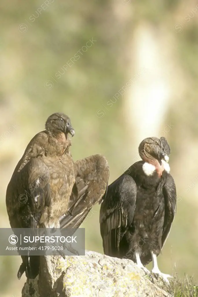 Andean Condor (Vultur gryphus), male & Juvenile,  Colca Canyon, Southern Peru