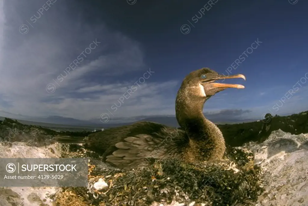 Flightless Cormorant on Seaweed Nest (Nannopterum harrisi), Fernandina I., Galapagos