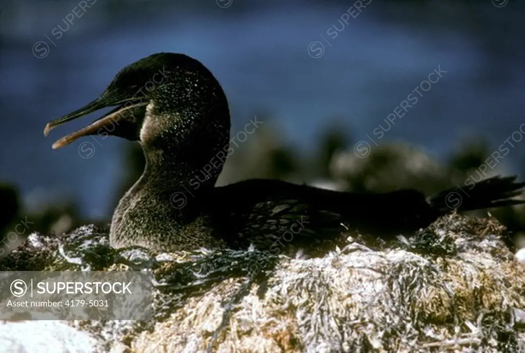 Flightless Cormorant nesting (Nannopterum harrisi), Fernandina I., Galapagos