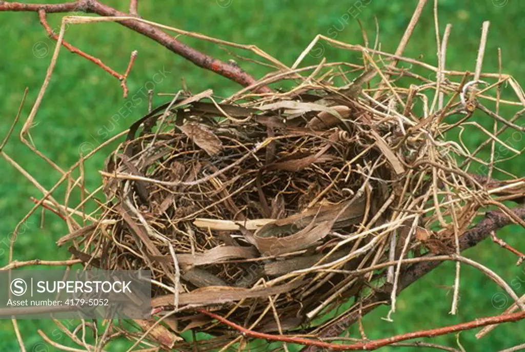 Nest of N. Cardinal (C. cardinalis), Dayton, OH auth. col. of Dr. Don Geiger