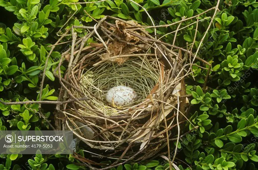Cowbird Egg in Indigo Bunting Nest, Parasitism, Dayton, Ohio